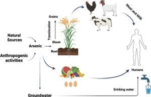 آلودگی ارنسیک در رژیم غذایی